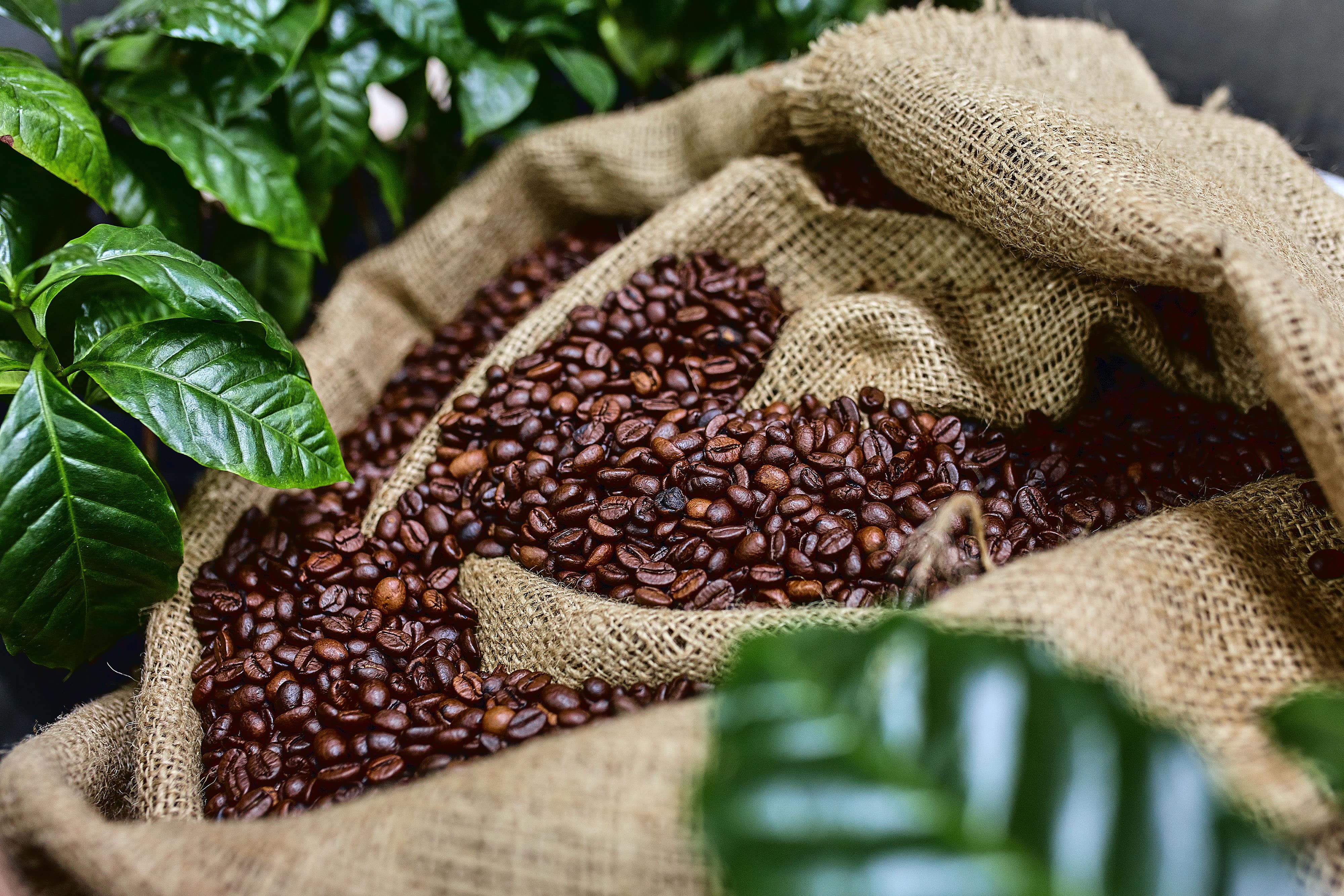 Open bag with coffee beans slices of green leaves. beautiful light, vigor of coffee beans, among coffee bushes Open bag with coffee beans slices of green leaves. beautiful light, vigor of coffee beans, among coffee bushes.